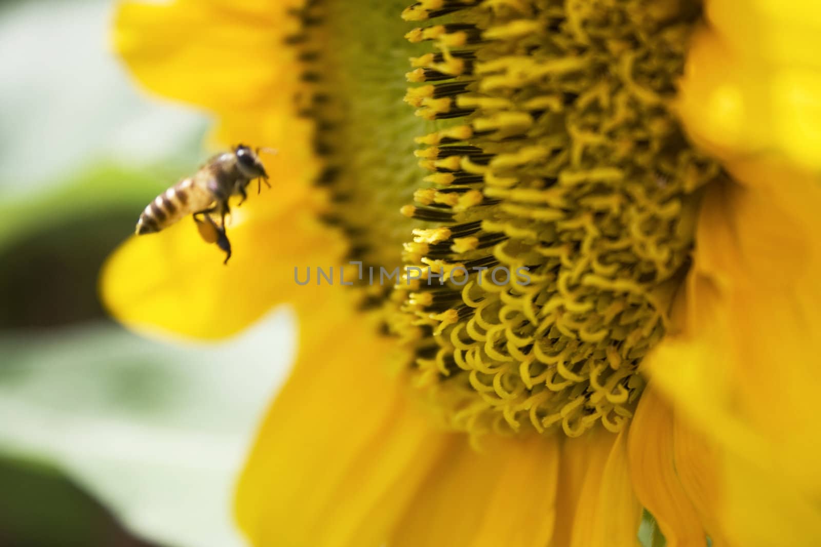 A sunflower and a bee found in a garden.