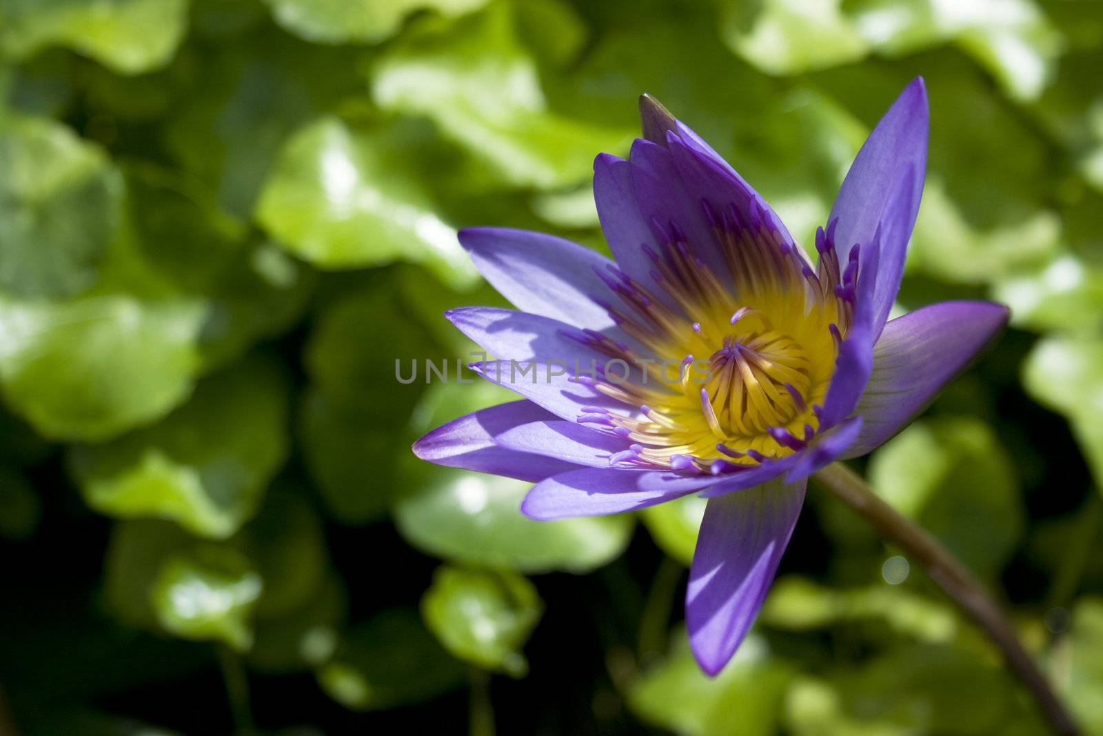 A Purple Water Lily found in garden.