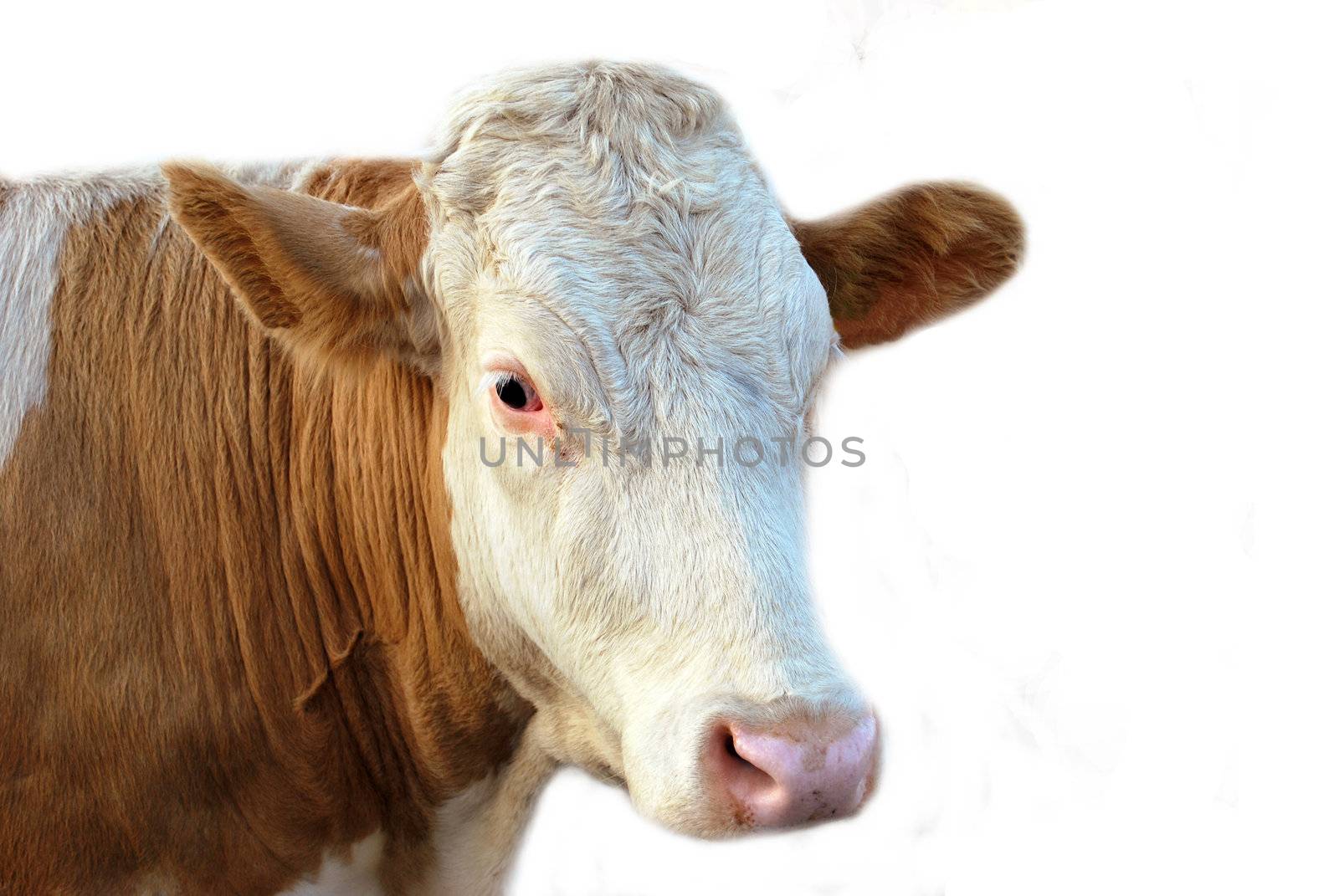 Cow isolated over white background