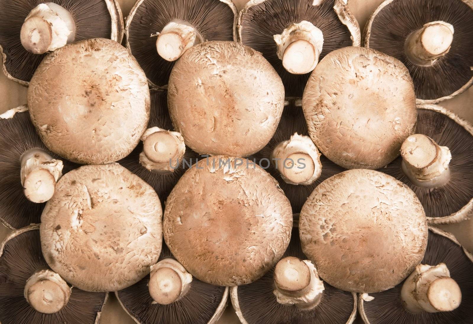 Portobello Mushrooms arranged in a pattern on a cardboard background