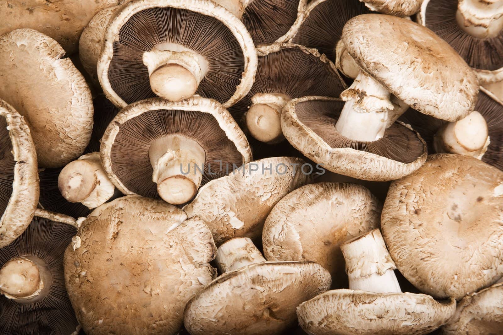 Portobello Mushrooms in a pile filling the frame