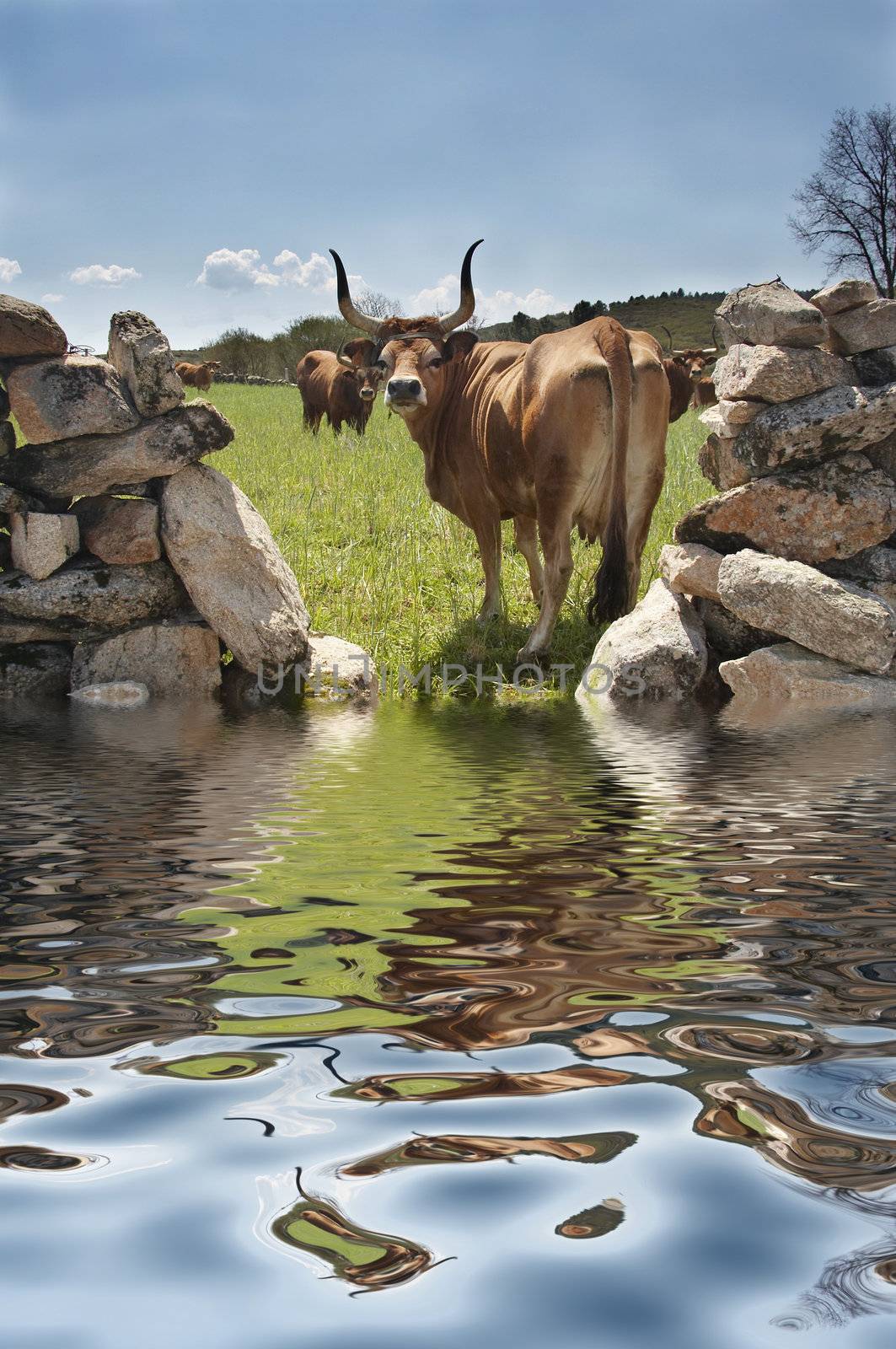 two cows reflected

