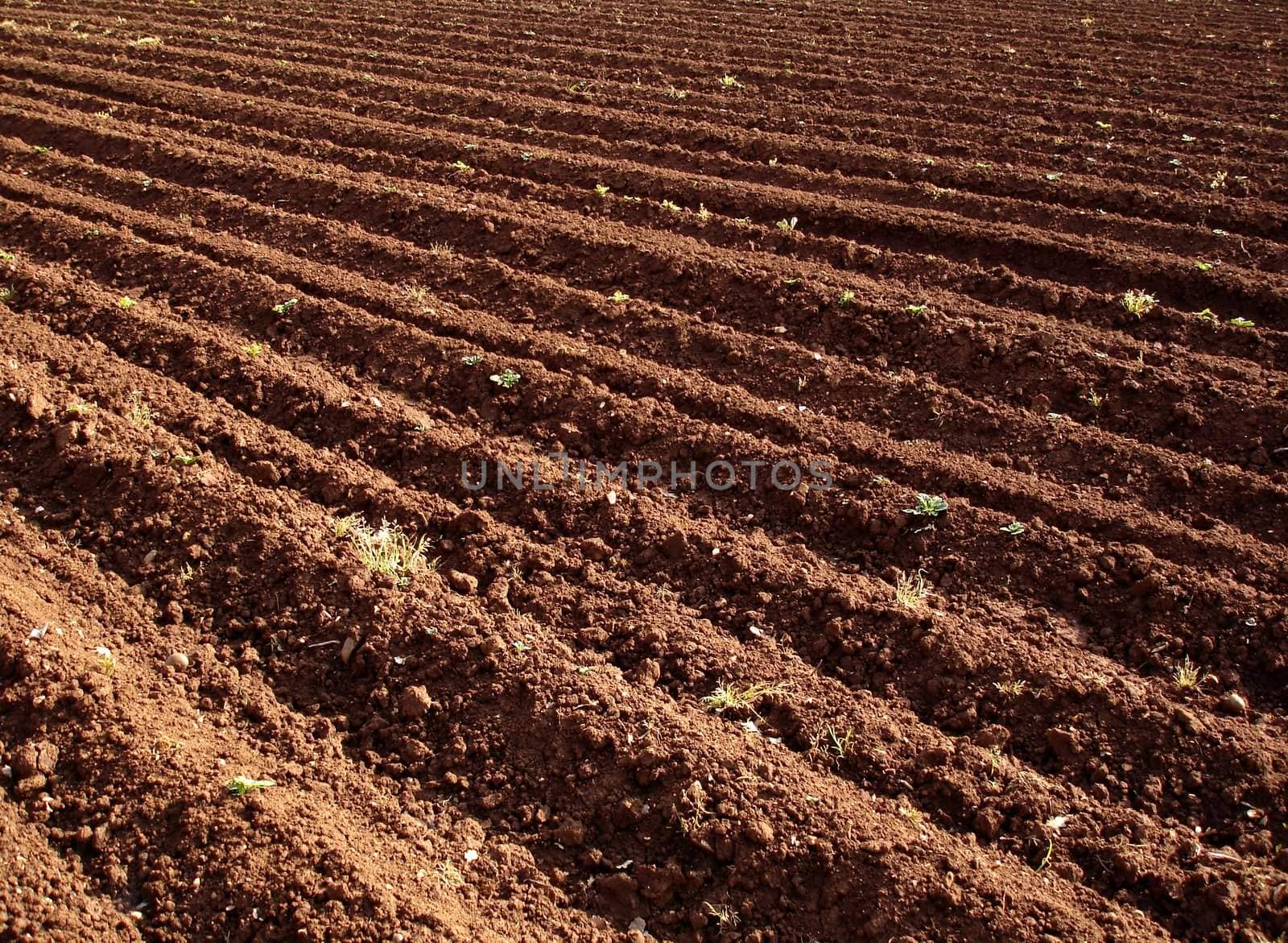 Agricultural field 2  by Lizard