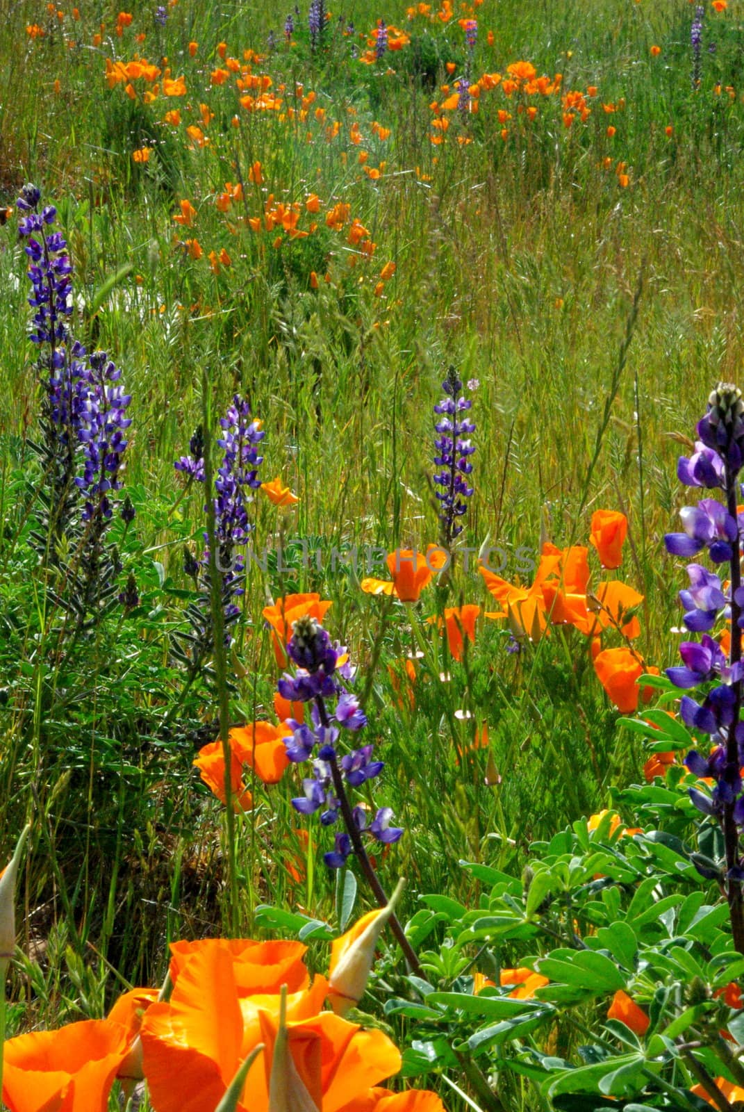 Orange California poppies and blue Lupin flowers in a green field.