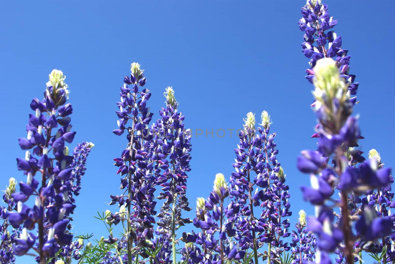 Blue Lupin flower stalks viewed from below