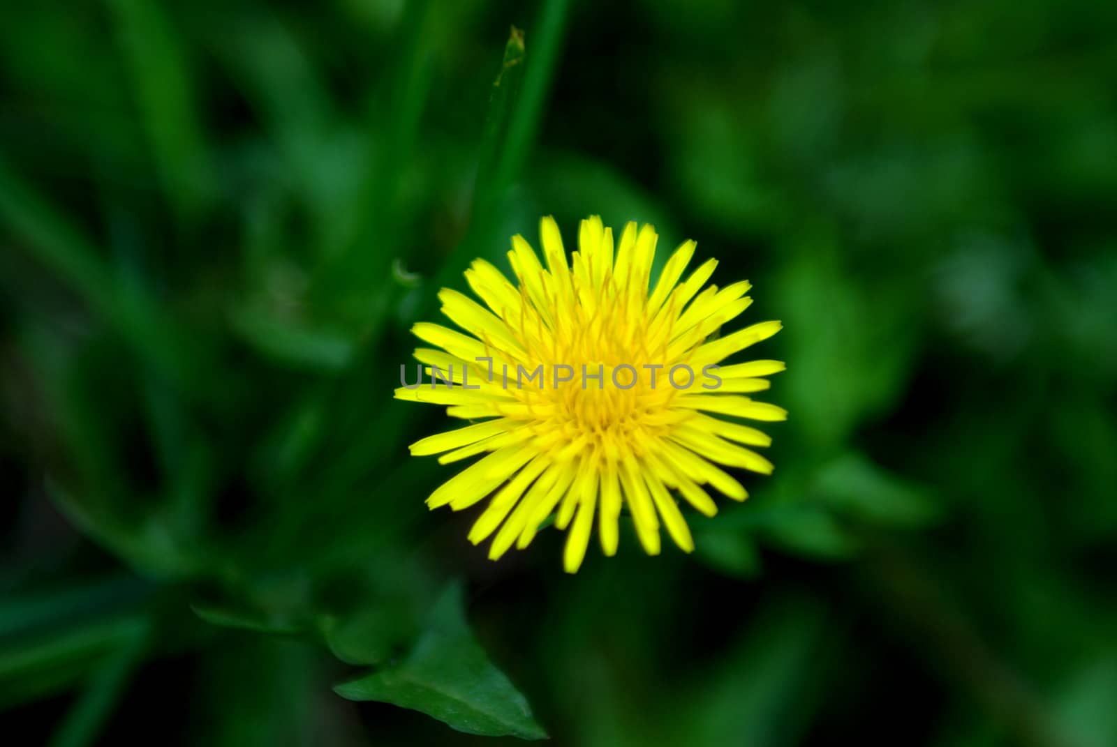 A yellow Dandelion standing by its self in a shallow depth of field.