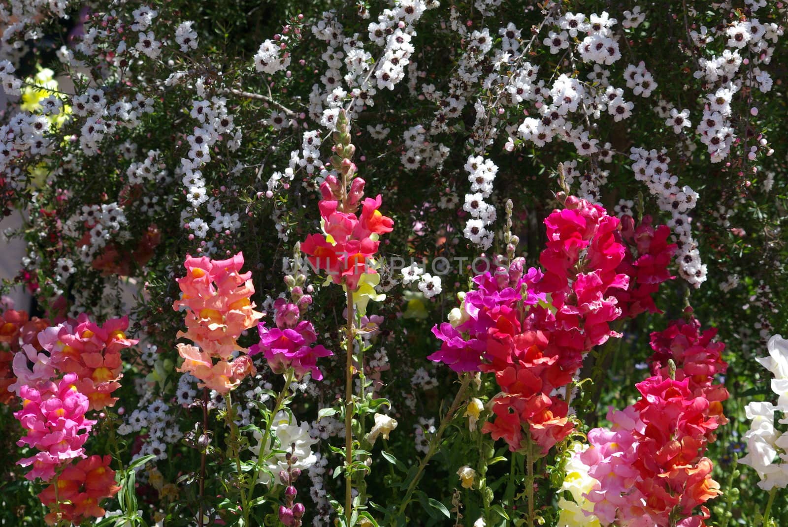 Multi Colored Snap Dragon Blossoms