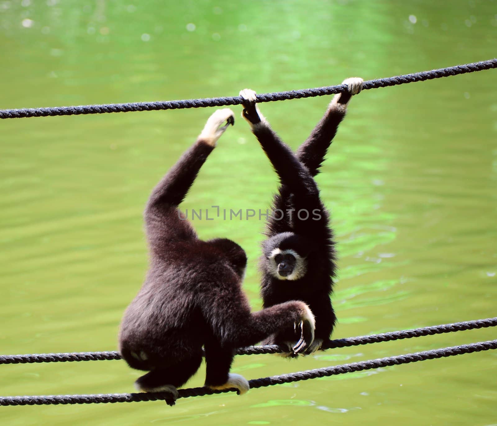Gibbon. by gkuna