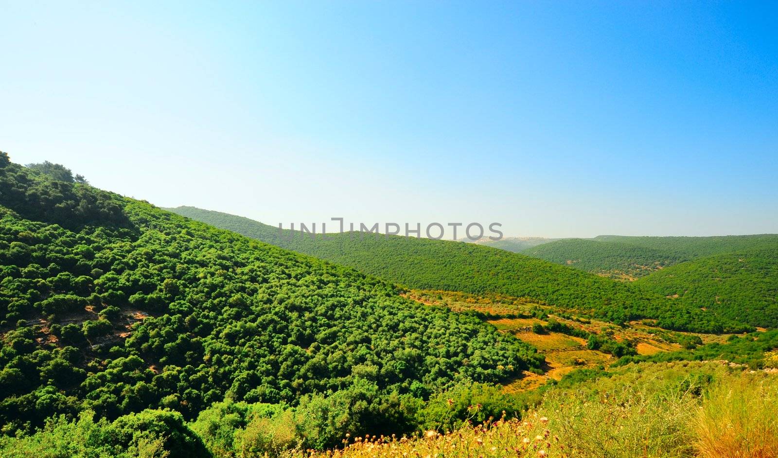 Forest Landscape Of North Galilee In Early Spring, Israel.