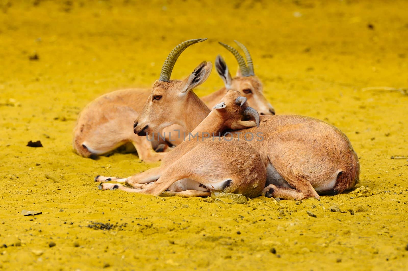Three Thomson Gazelle, Eudorcas Thomsoni, Resting In The Wilds.