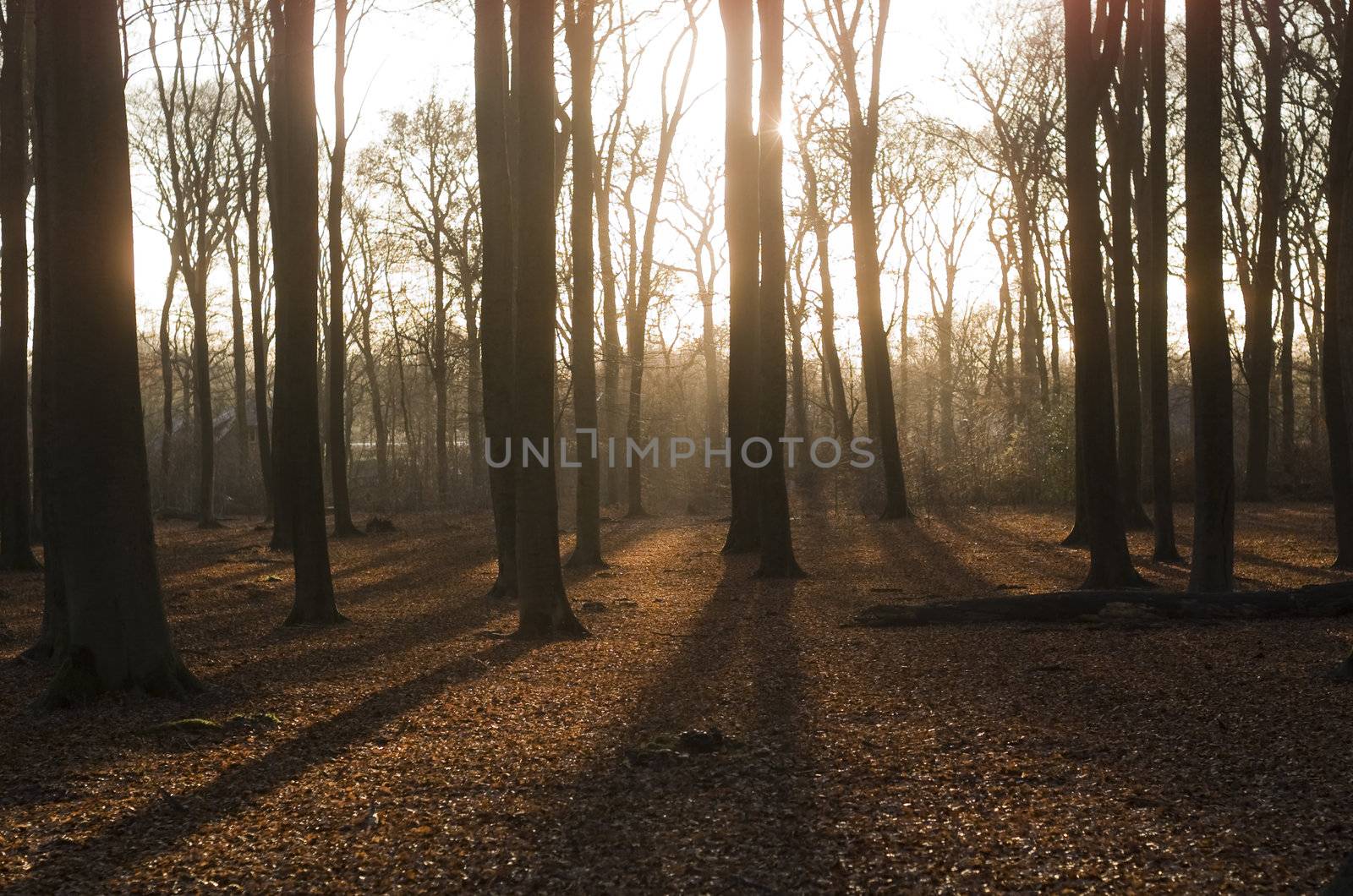 woods by medsofoto