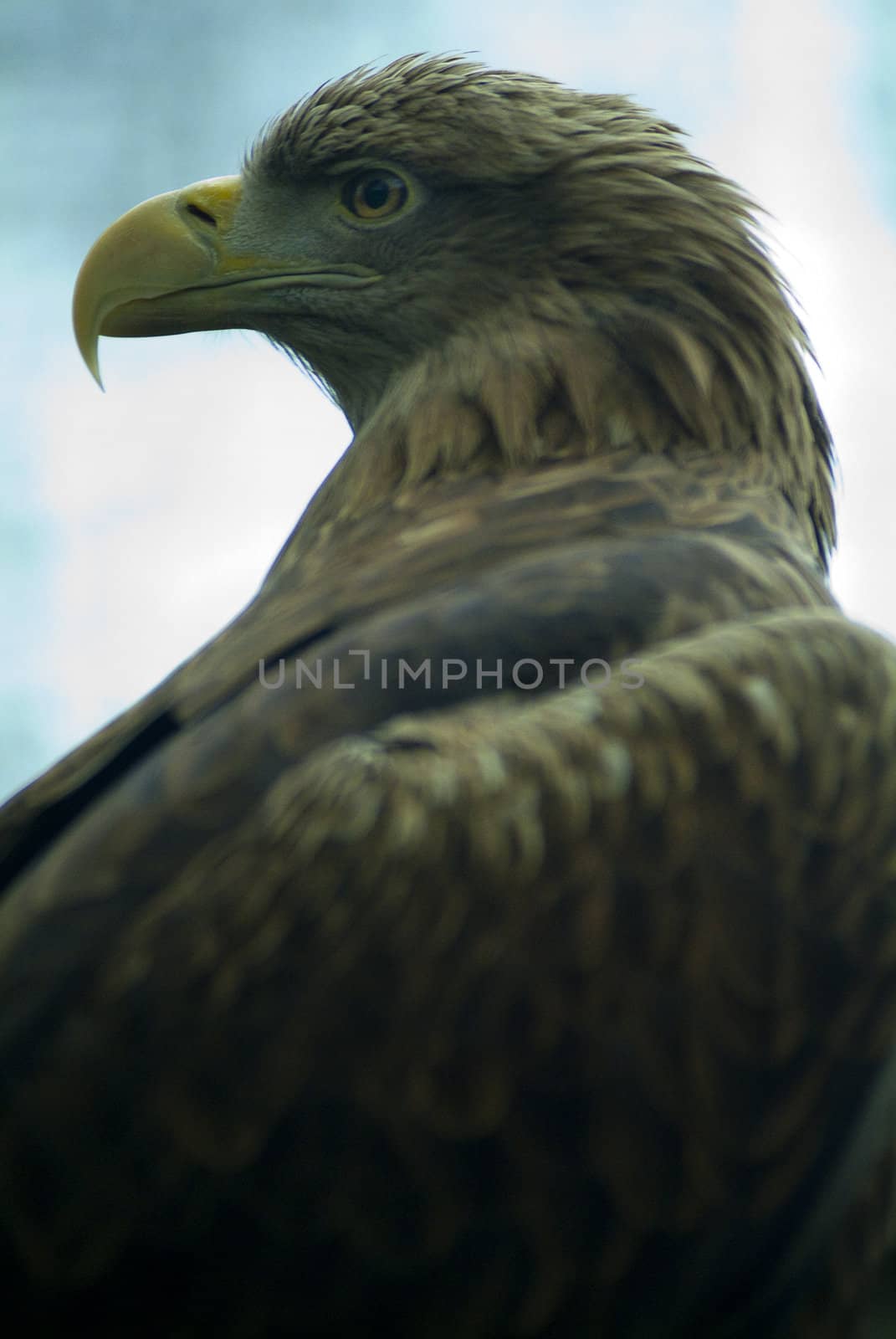 eagle by medsofoto