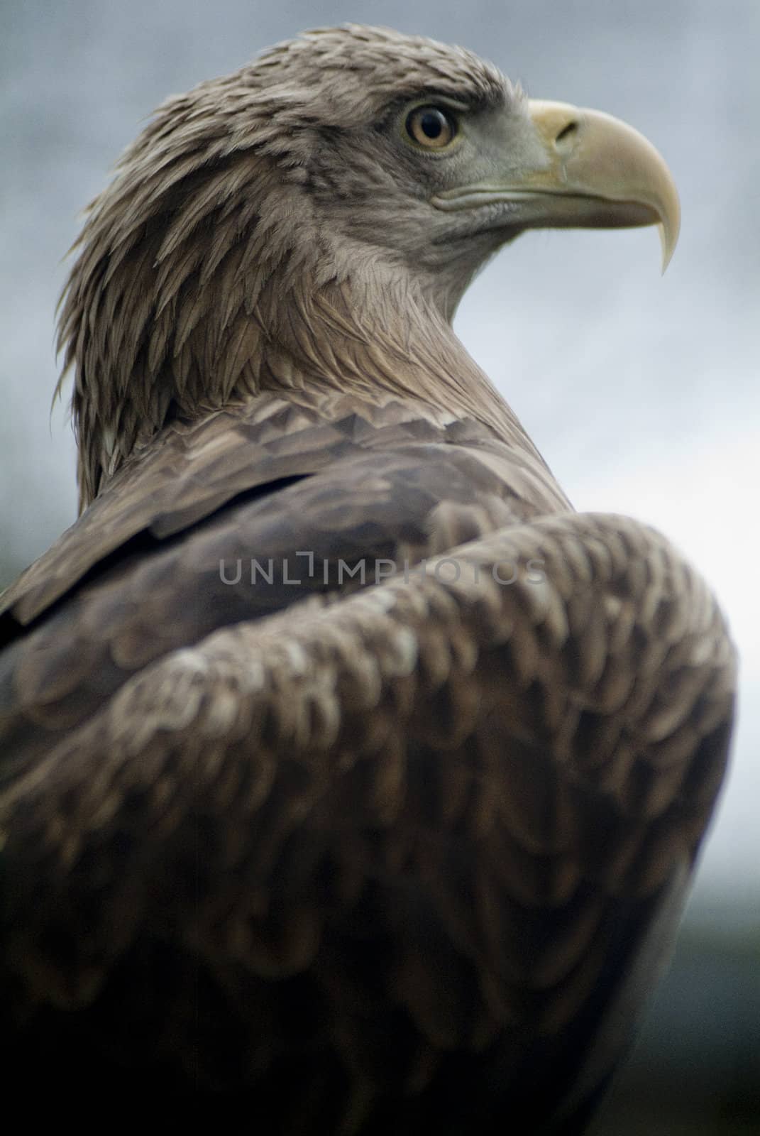 eagle by medsofoto