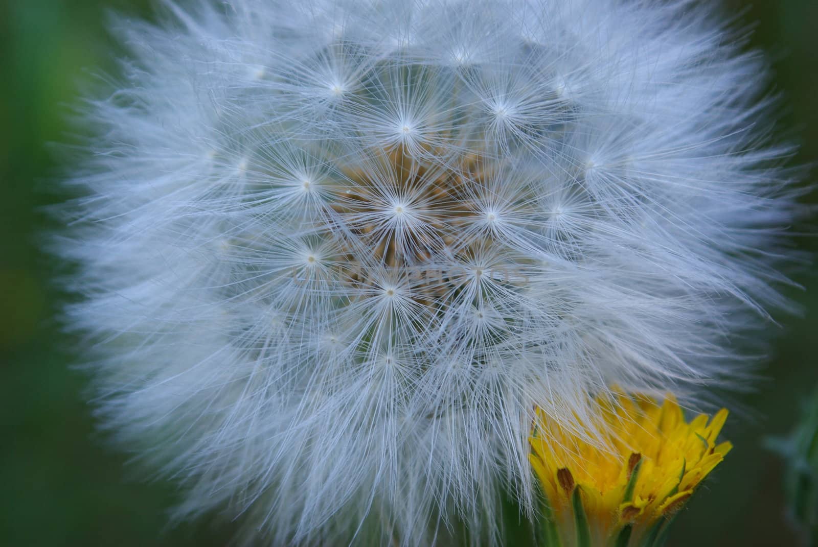 A giant dandelion puffball and new flower