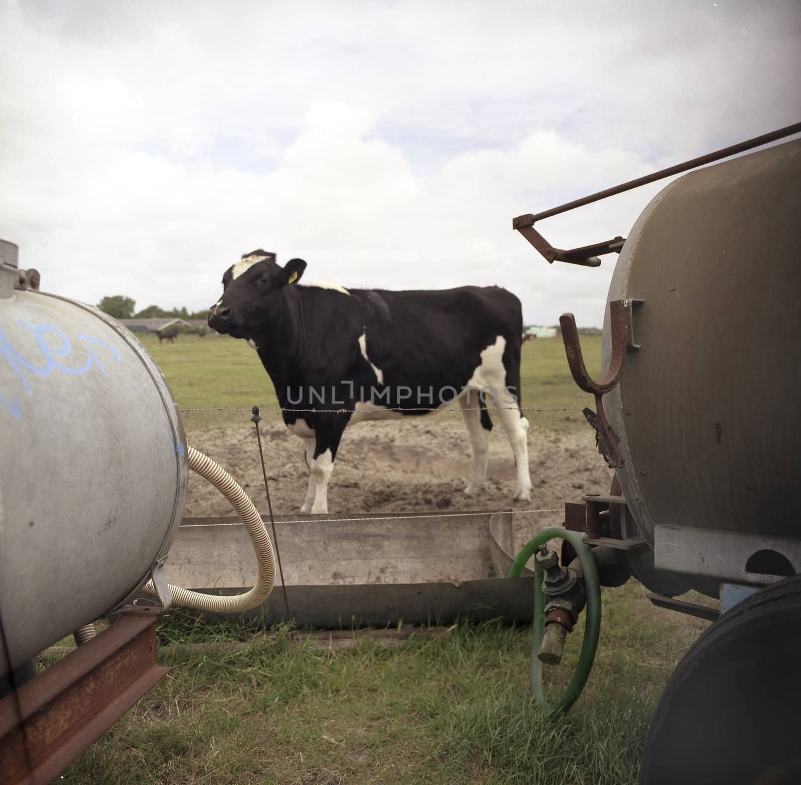 cow by medsofoto
