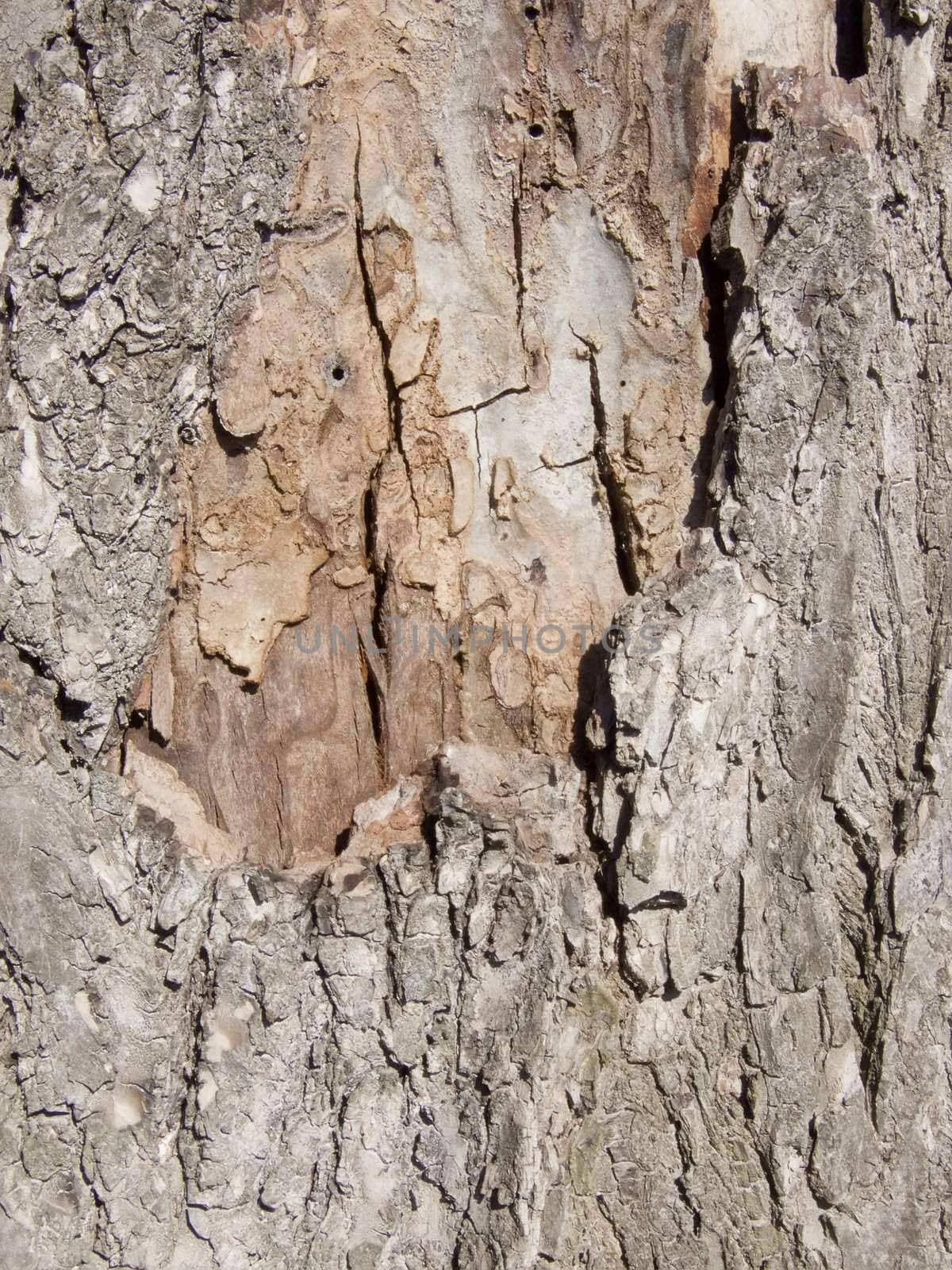 old willow bark