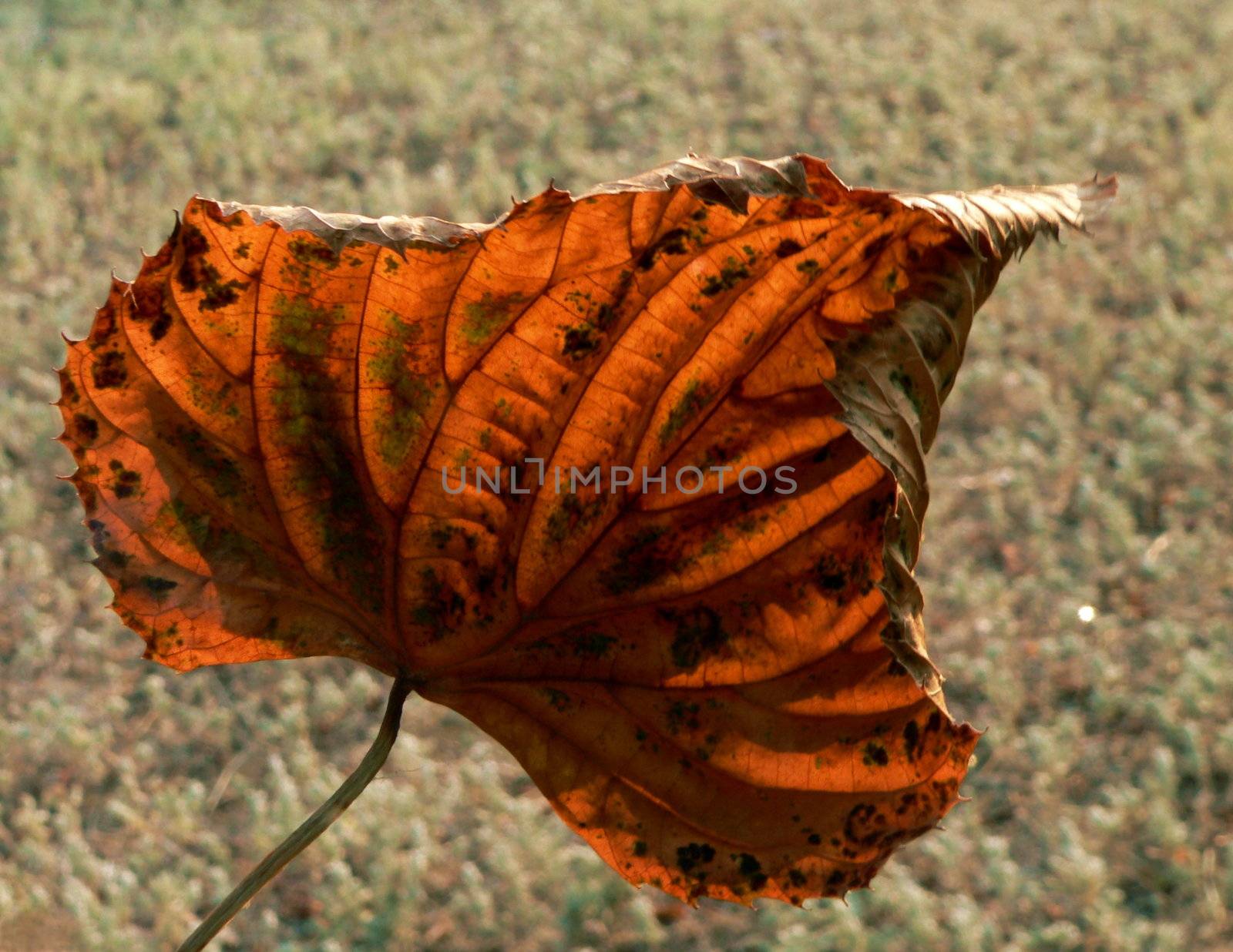 An autumn leaf in the rays of an evening sun.