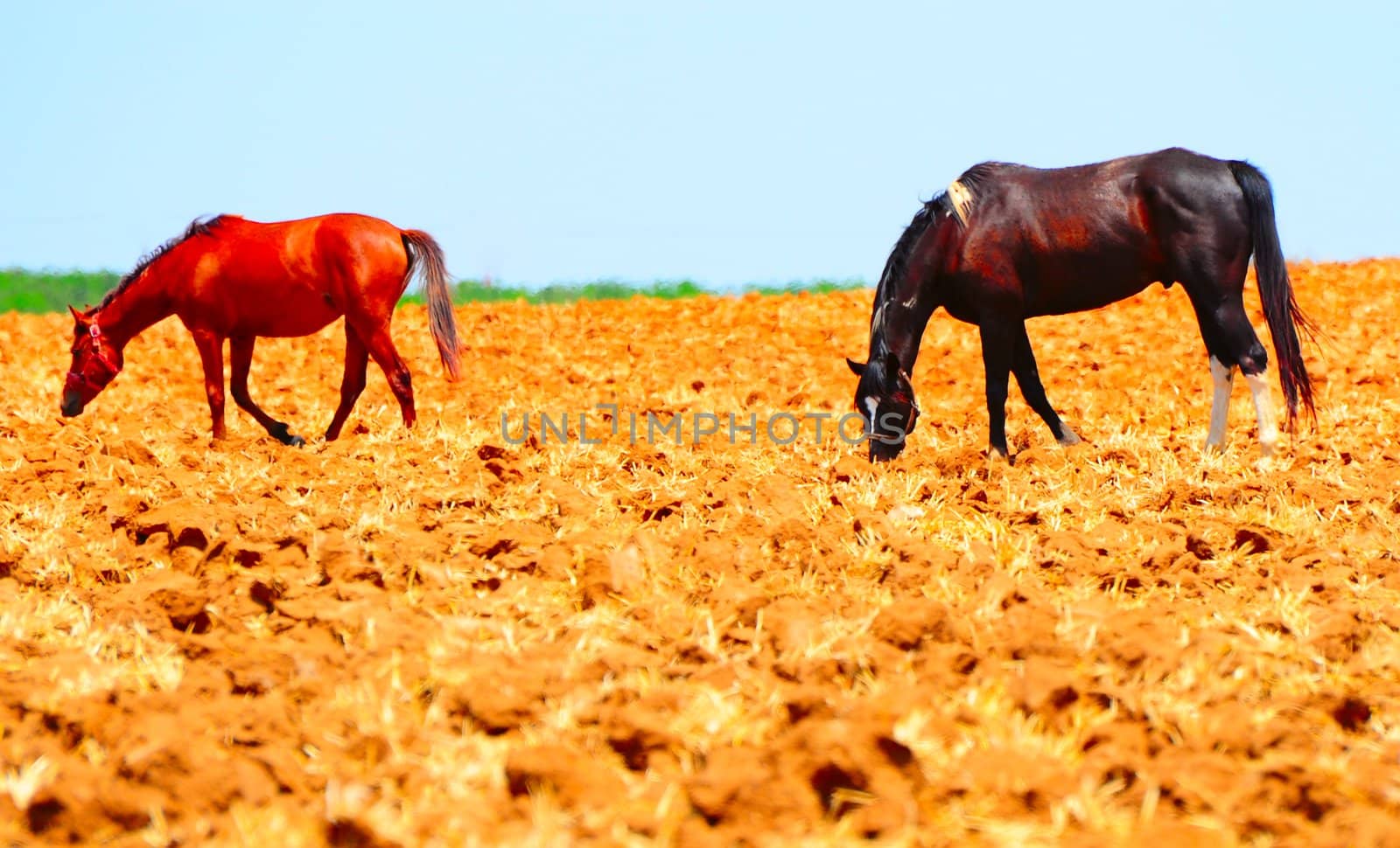 Two  Horses  Walking  On Freshly Plowed Field Ready For Cultivation.