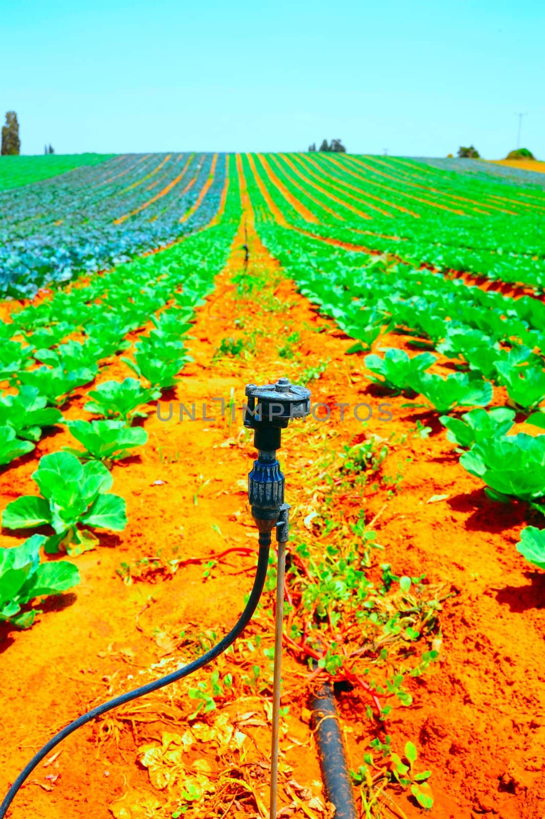 Water Sprinkler and Rows of Fresh Young Cabbage Plants