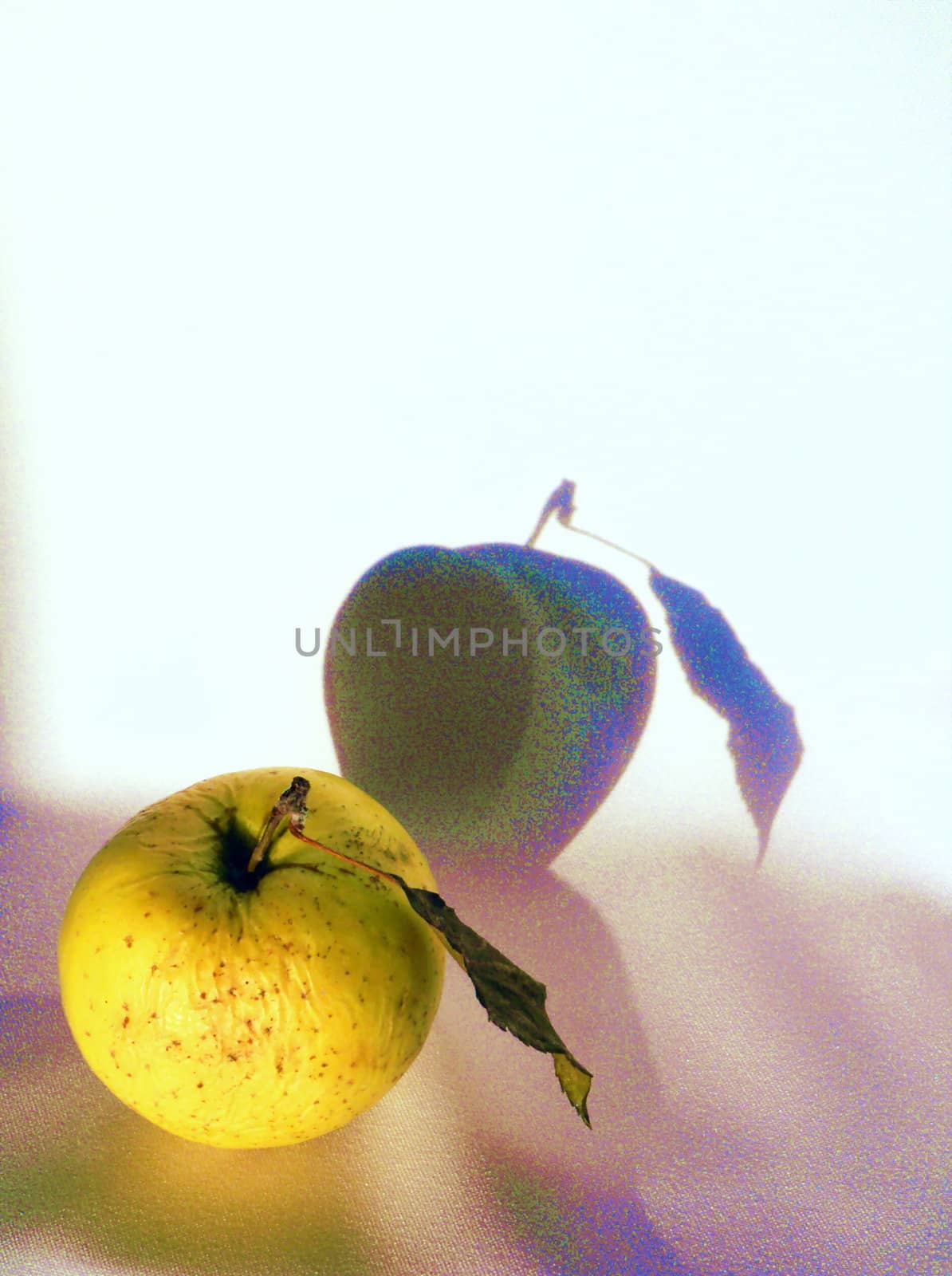 withered apple with leaf and the shadow