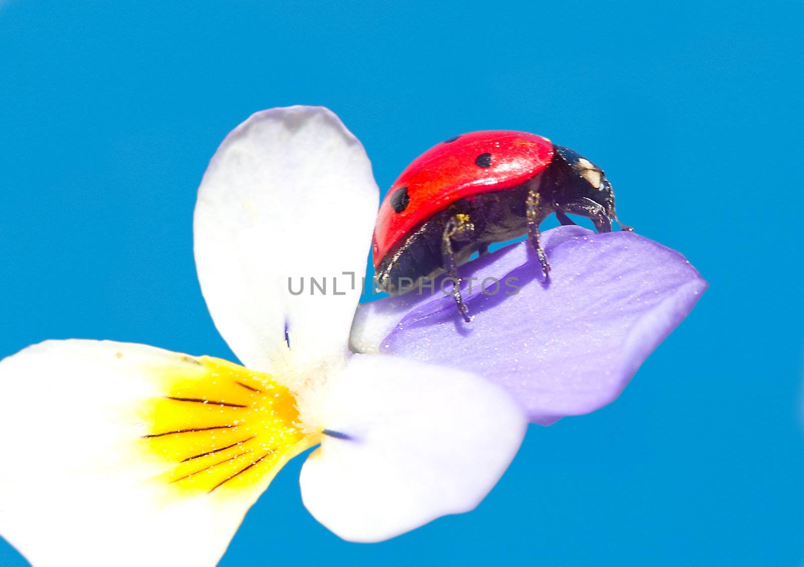 ladybug in flower, on  blue sky background