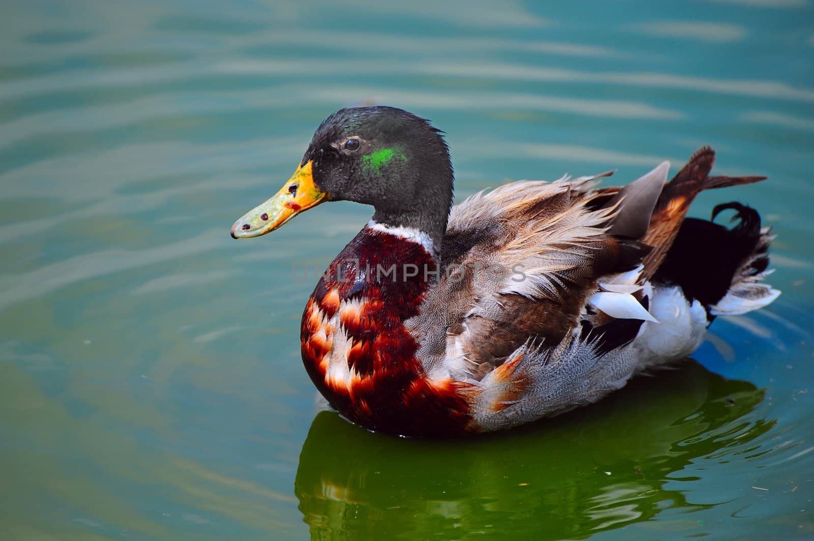 A Swimming Mallard Duck And His Reflection.