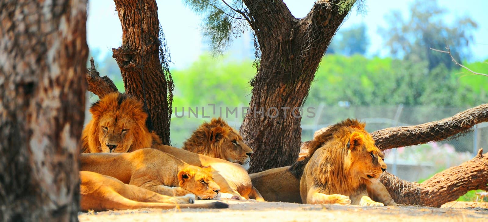 Lions by gkuna