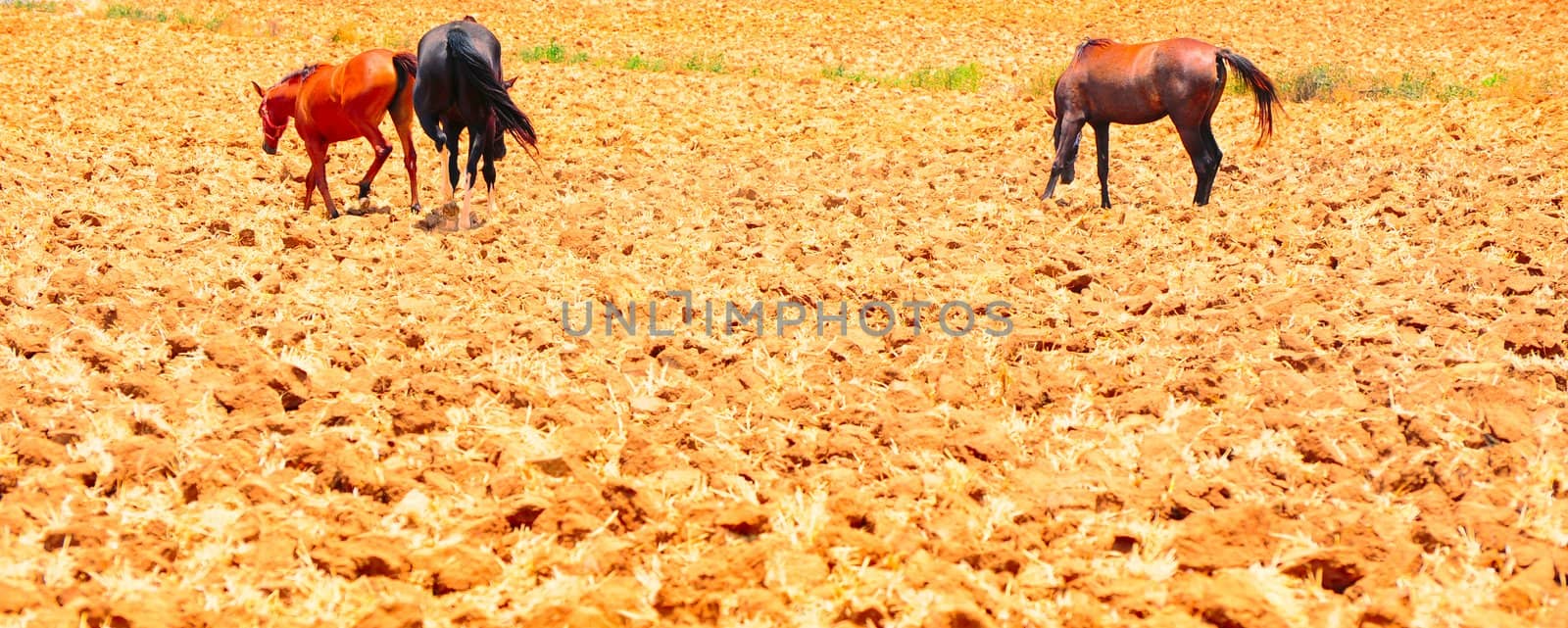 Three  Horses  Walking  On Freshly Plowed Field Ready For Cultivation.