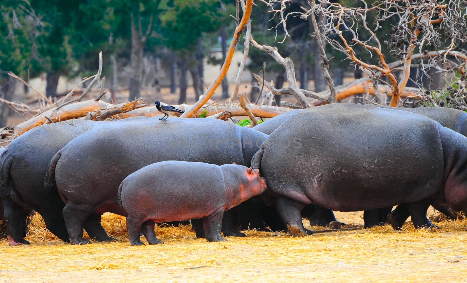 Hippopotamus by gkuna