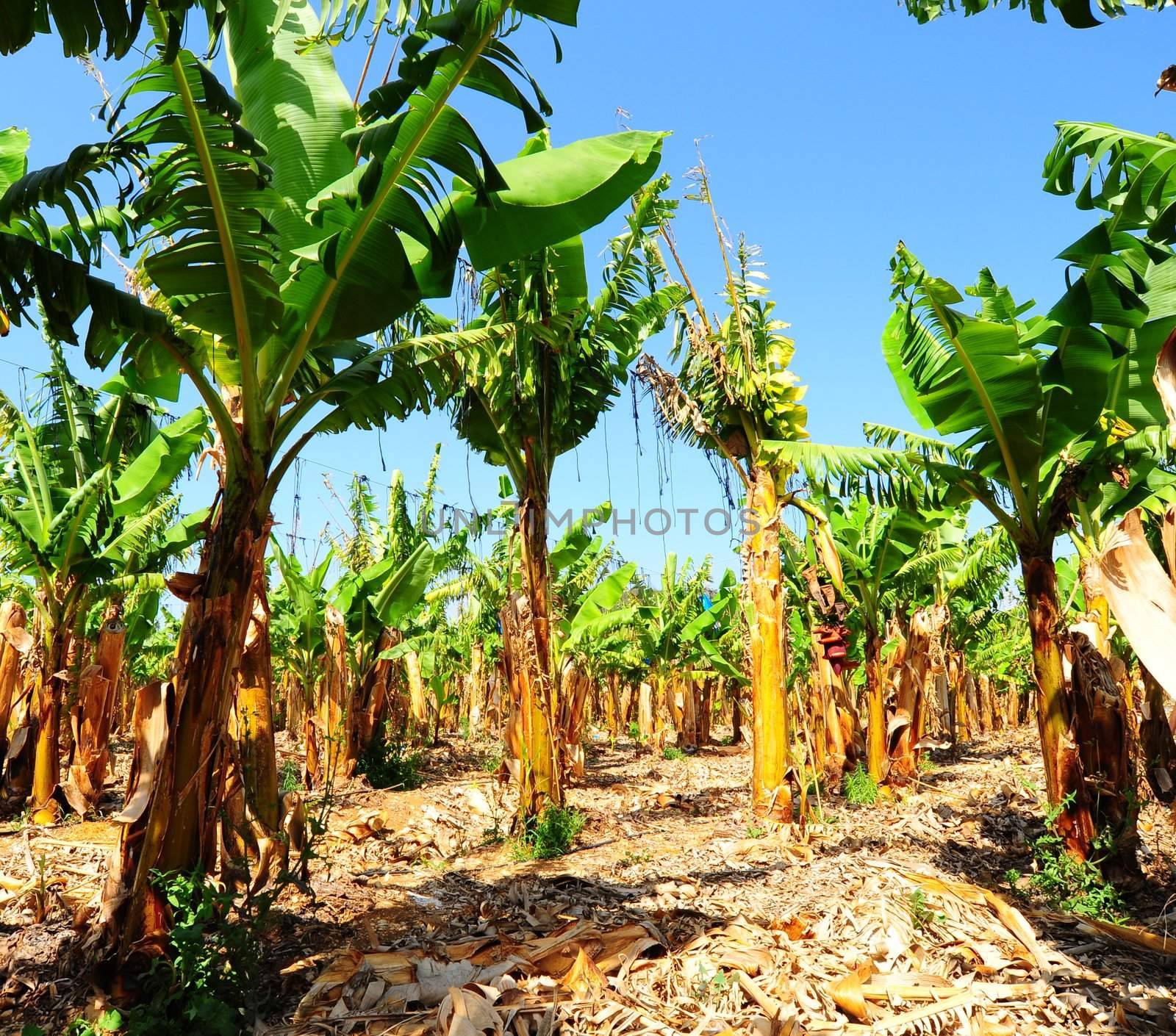 Banana Plantation After Gathering In The Harvest