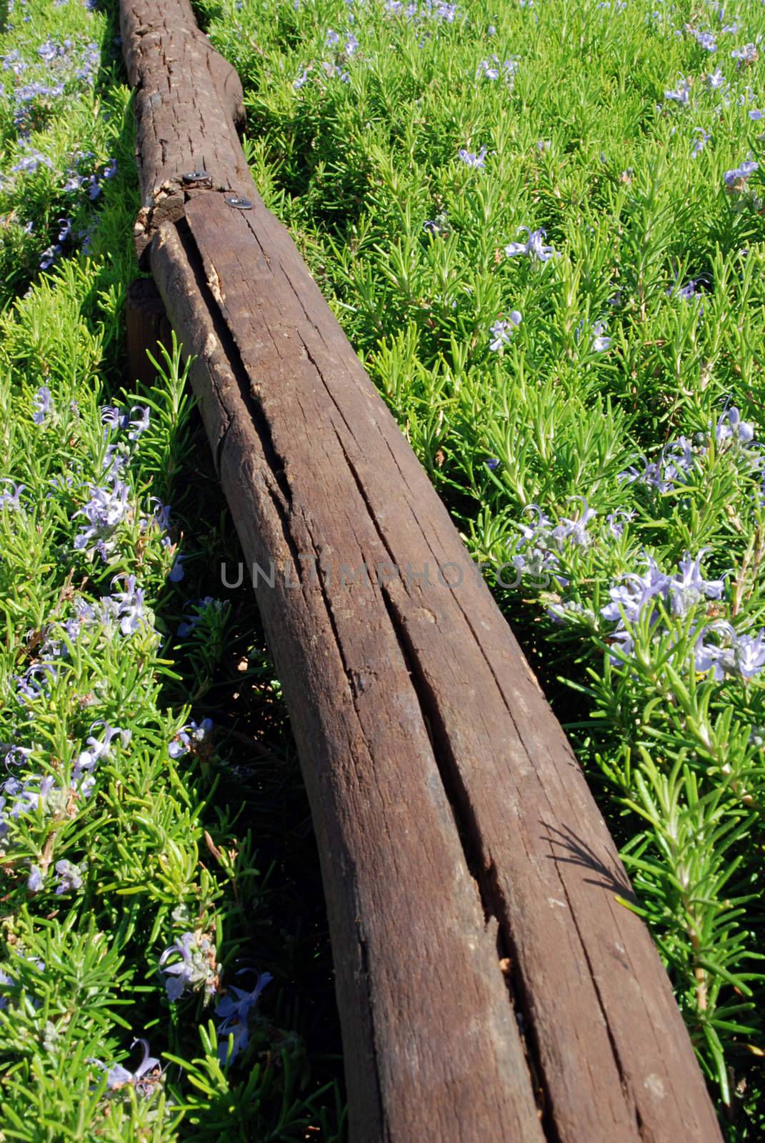 Fence in diagonal composition in rosemary herbs