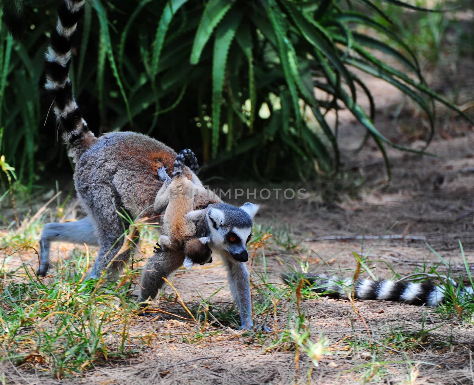 Ring Tailed Lemur, Lemur Catta, And Her Baby.