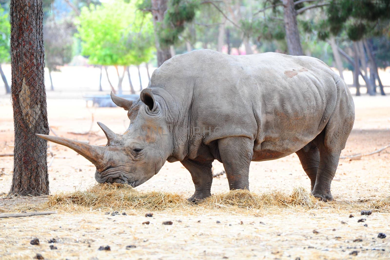 White Rhinoceros Live in Small Herds and Feed on Wild Grasses