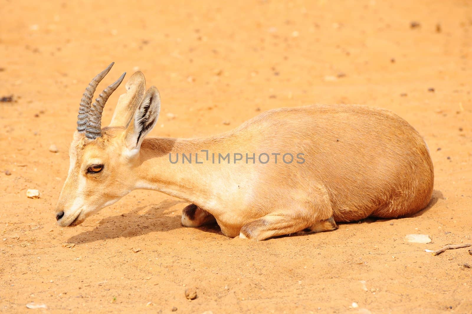 Gazelle by gkuna
