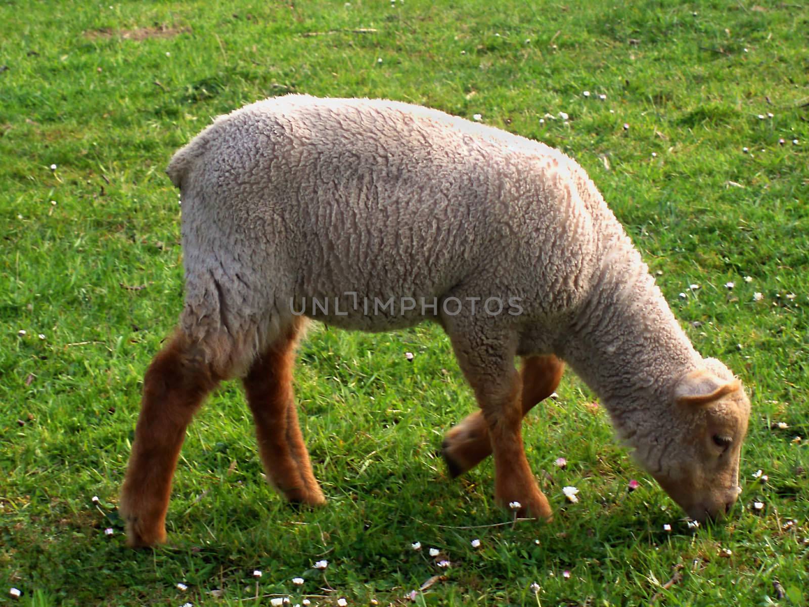 Young lamb eating daisies in the meadow      