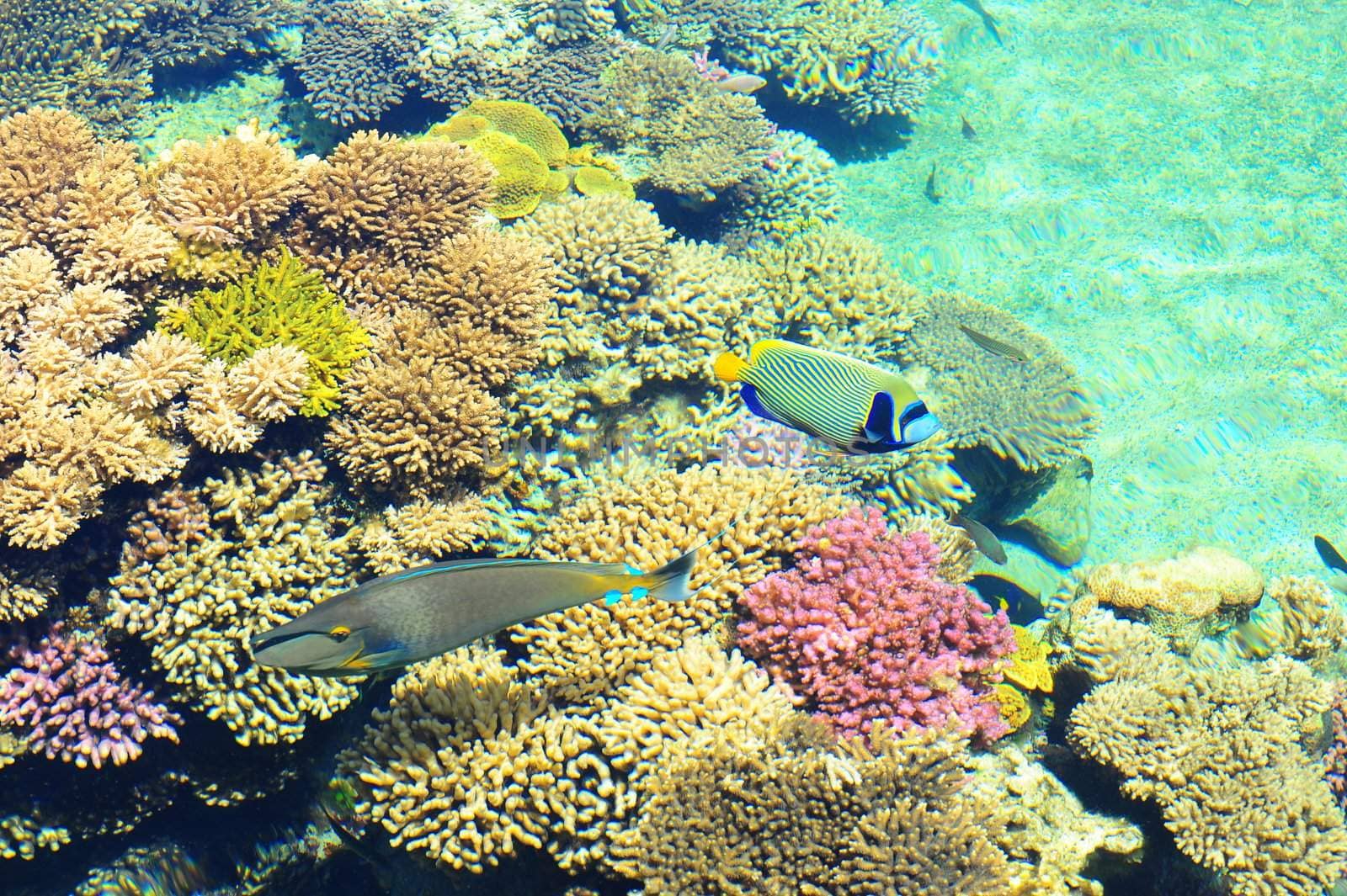 Coral Reef And Tropical Fish In Clear Water.