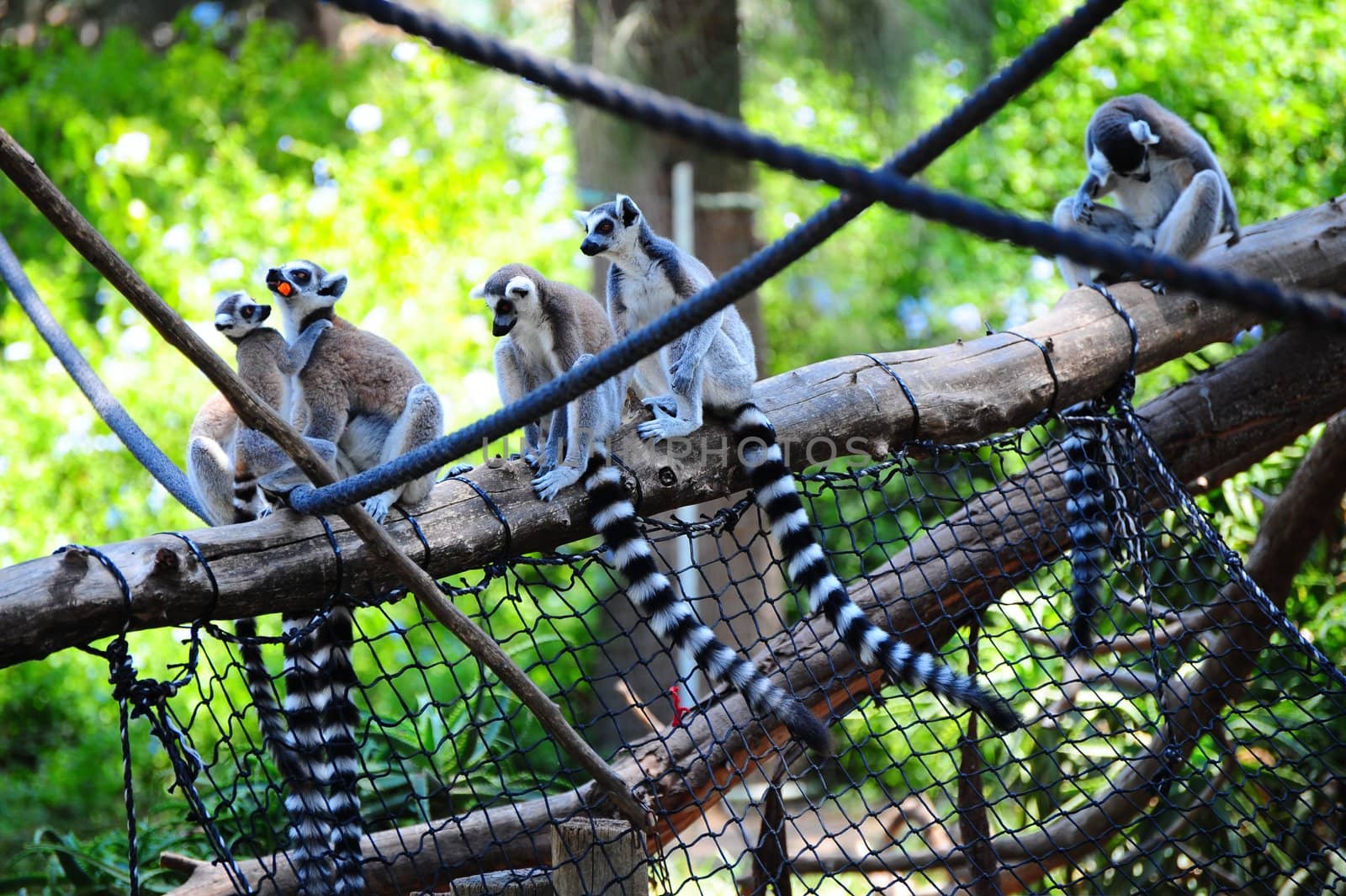 Family Of Ring Tailed Lemur, Lemur Catta.