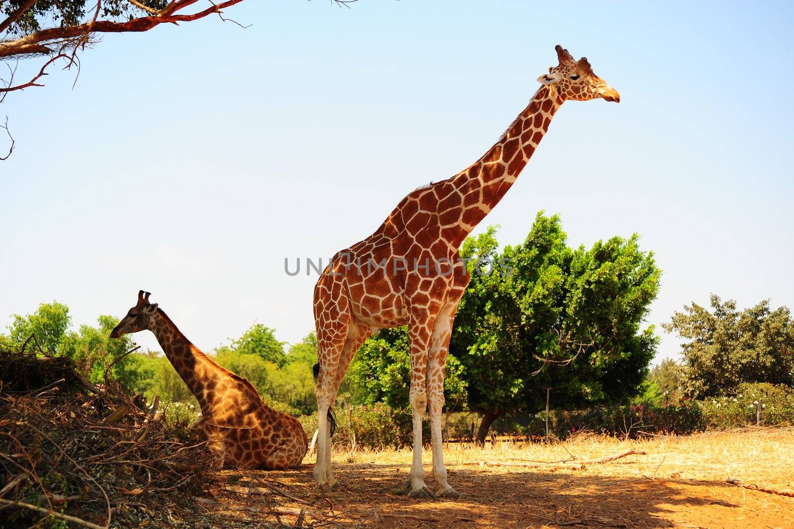 Couple Of Reticulated Giraffes, Girafa Camelopardalis Reticulata