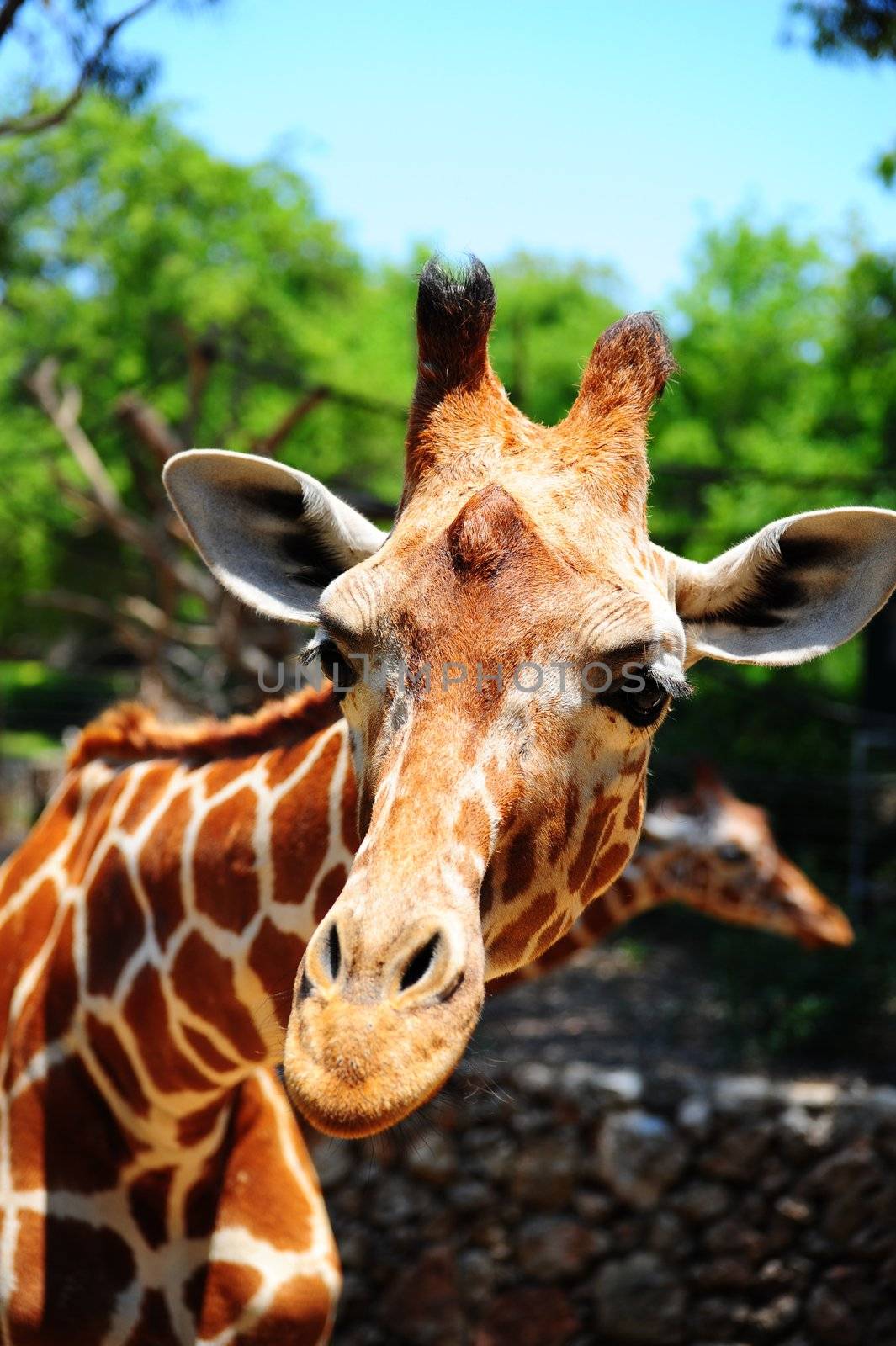 Head Of Reticulated Giraffe, Girafa Camelopardalis Reticulata