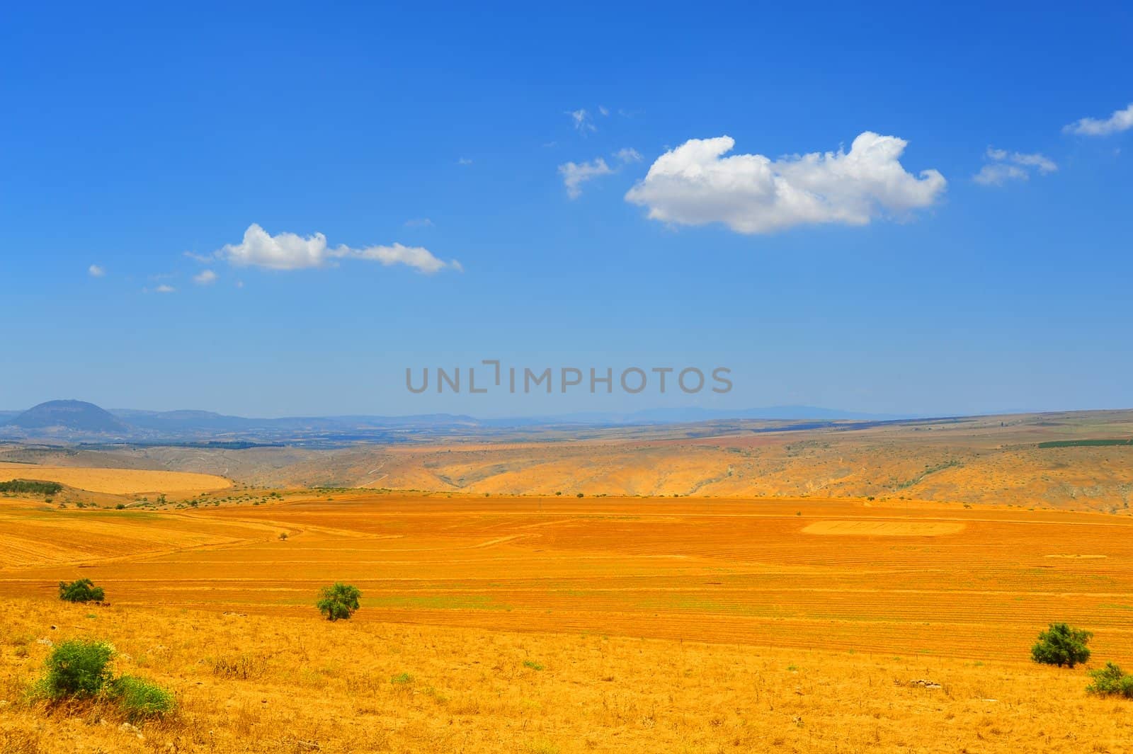 Autumn Yellow Field After Harvest In Upper Galilee, Israel.