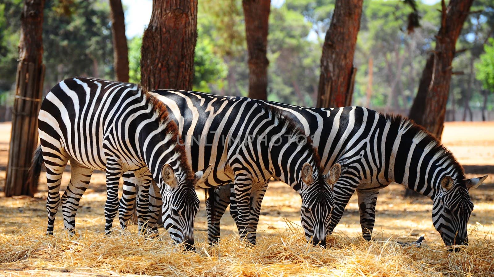 Zebra by gkuna