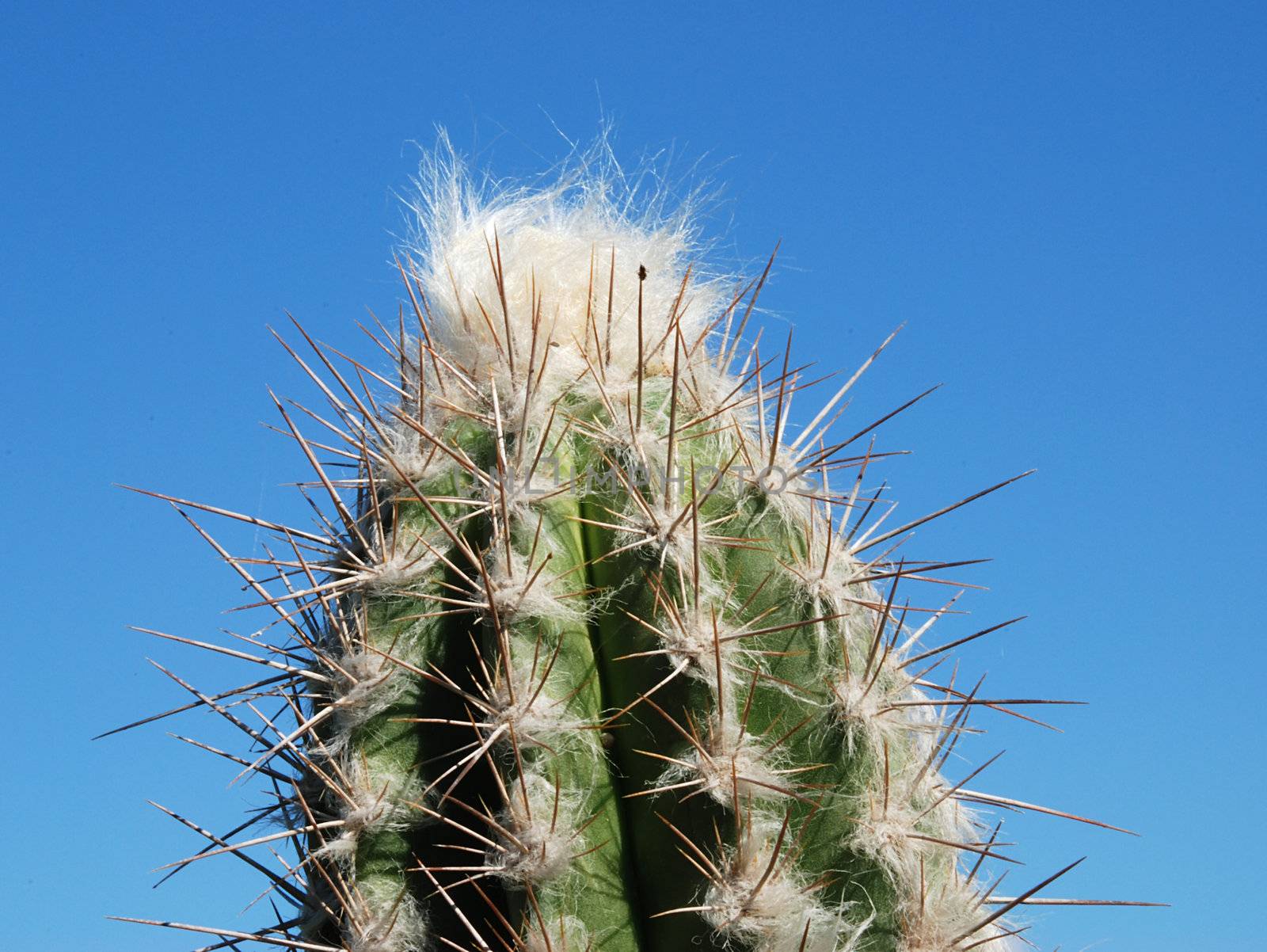 Detail of a Green Cactus on Blue Sky