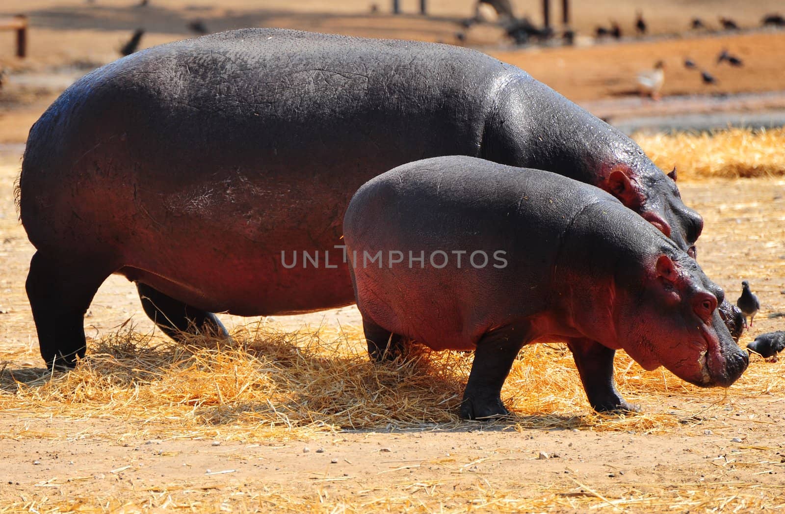 Hippopotamus, During The Evening They Go Out To Pasture