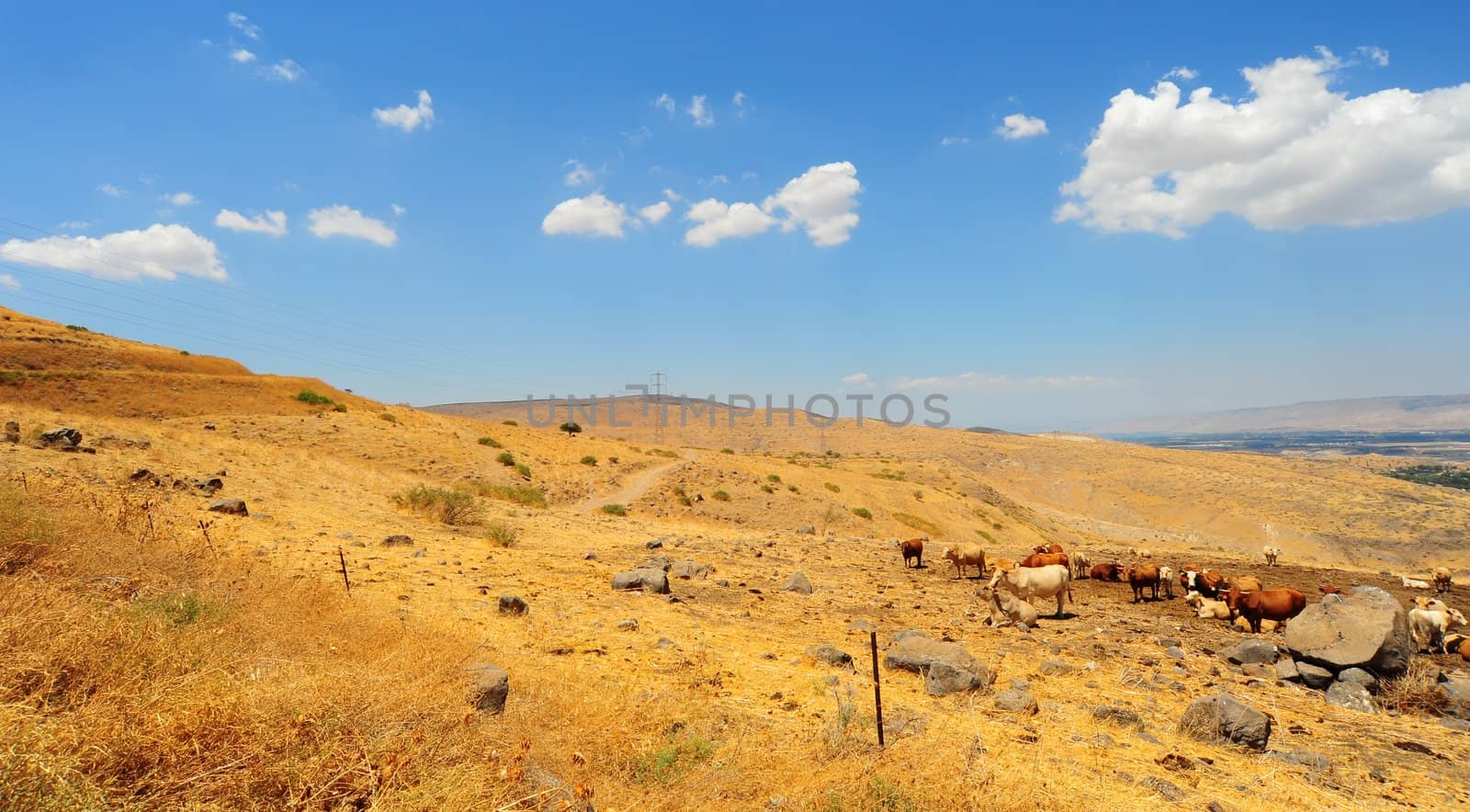Landscape Of Galilee Mountains With Herb Of Cows On The Pasture.