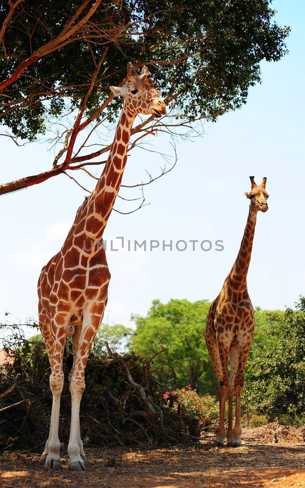 Two Reticulated Giraffes, Girafa Camelopardalis Reticulata, Near The Tree.