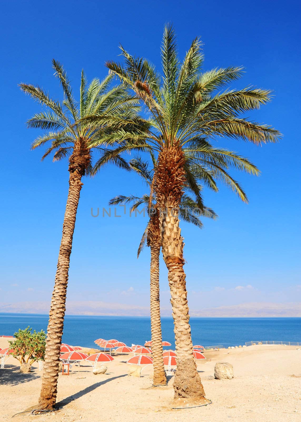 Umbrellas On Sandy Beach Of Dead Sea, Israel
