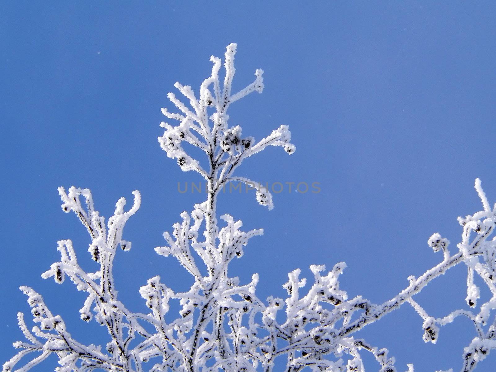 Winters branch on the blue sky background