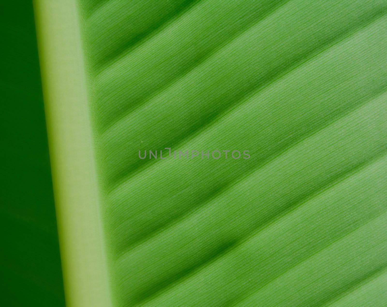 Green sheet of a banana palm tree. A structure