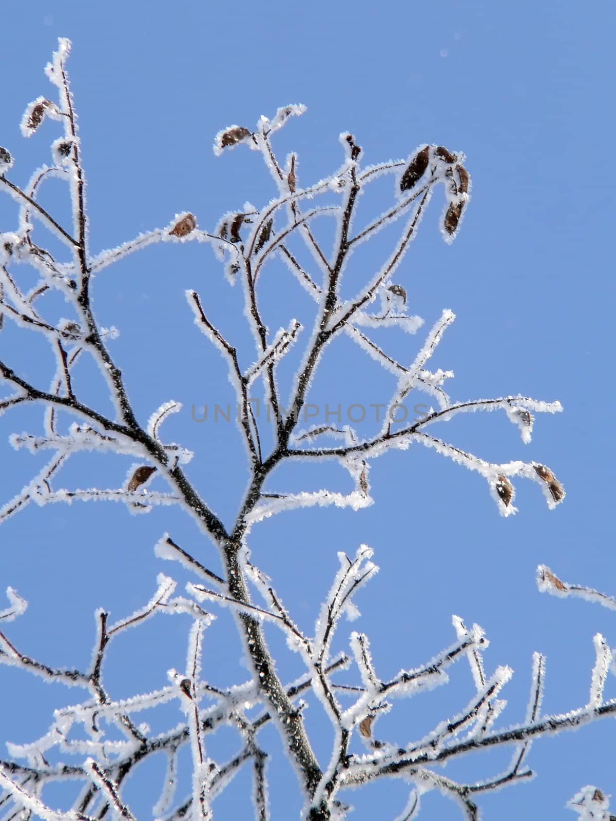 Hoar-frost on branch of tree. Clear blue sky background.