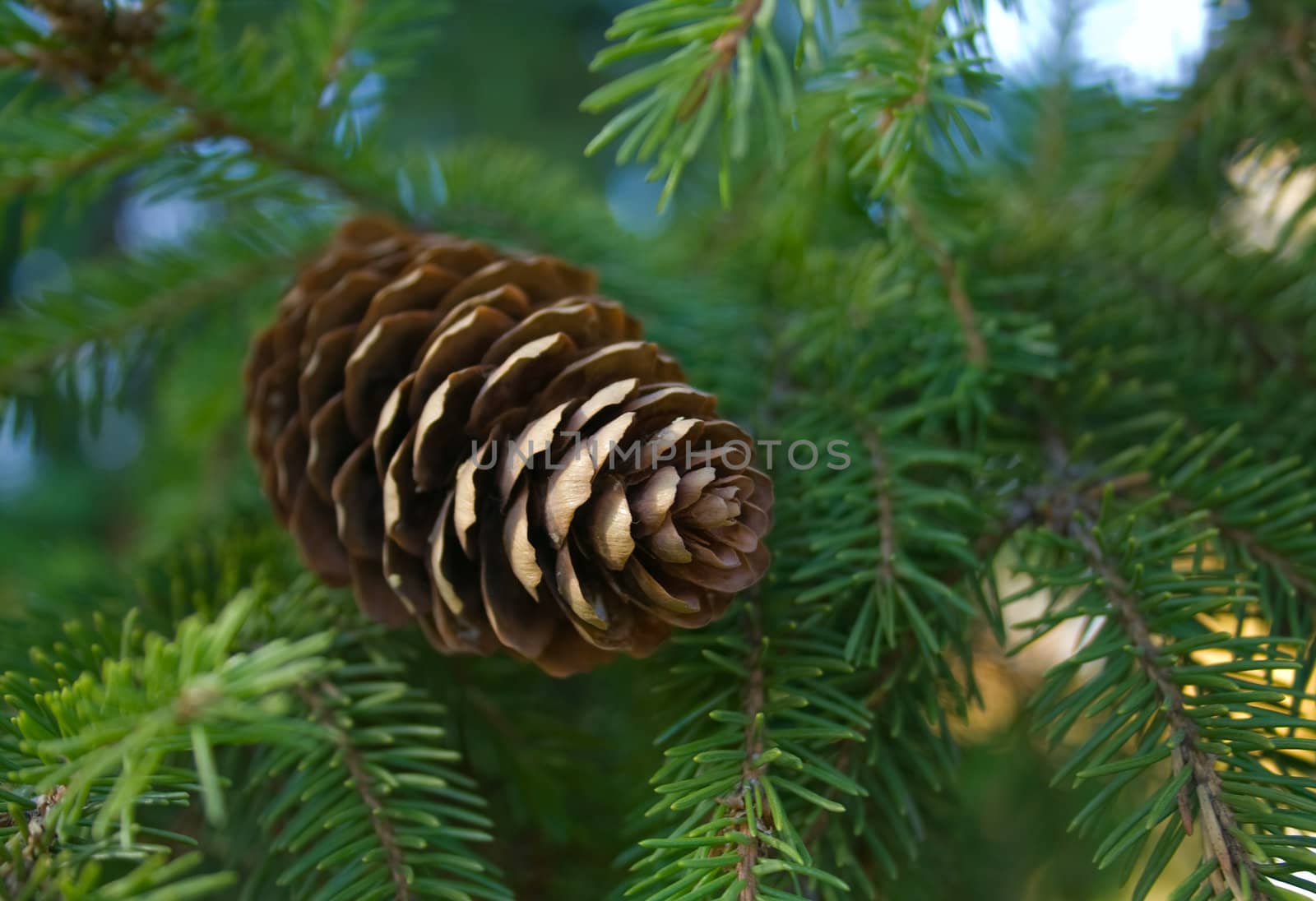 The open cone on a green branch.